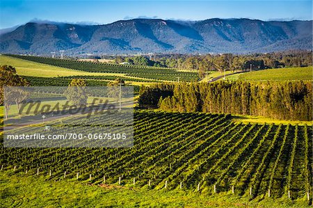 Overview of a vineyard in wine country near Pokolbin, Hunter Valley, New South Wales, Australia