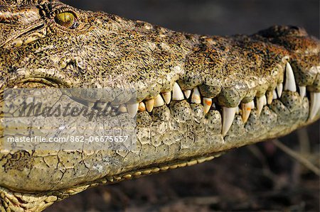 Africa, Botswana,Chobe National Park, Close up of crocodile