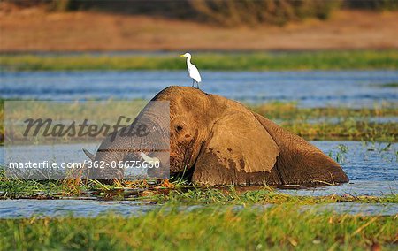 Elephant walking through Chobe River, Chobe National Park,  near the town of Kasane, Botswana, Southern, Africa,