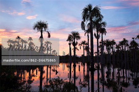 South America, Brazil, Mato Grosso, Nobres, Buriti palms at the Lagoa das Araras, Macaw Lake.