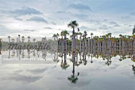South America, Brazil, Mato Grosso, Nobres, Buriti palms at the Lagoa das Araras, Macaw Lake.