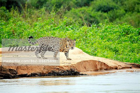 South America, Brazil, Mato Grosso, Pantanal, a male jaguar, panthera onca.