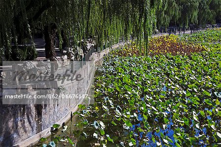 Walk way adjacent to water lillies on Beihai lake near the East Gate of Bei Hai Park