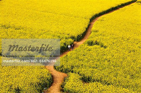 China, Yunnan, Luoping. Chinese tourists enjoying the mustard fields in bloom at Luoping.