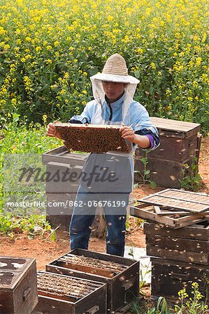 China, Yunnan. A beekeeper amongst the mustard fields in blossom in Luoping.