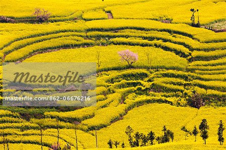 China, Yunnan, Luoping. Mustard fields at Niujie, known as the 'snail farms' due to the unique snail shell like terracing.