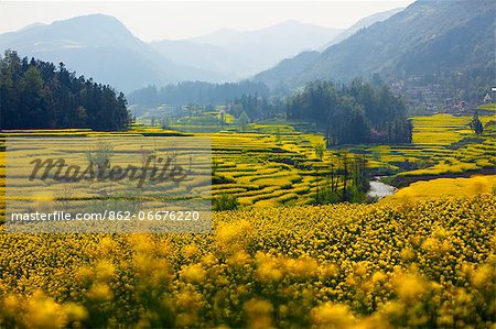 China, Yunnan, Luoping. Mustard fields in bloom at Luoping.