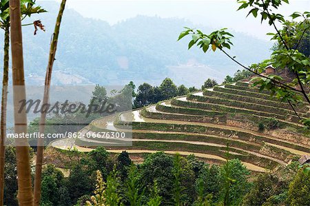 China, Yunnan, Yuanyang. Rice terracing in Yuanyang.