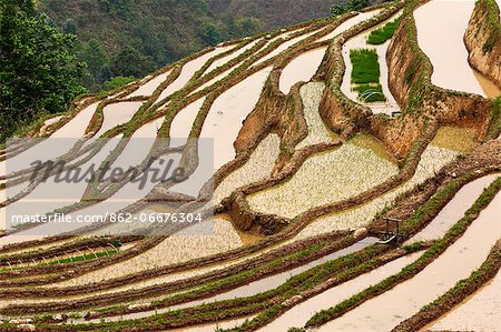 China, Yunnan, Yuanyang. Rice terracing in Yuanyang.