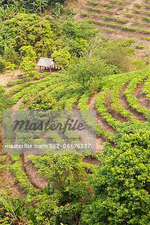 China, Yunnan, Jinghong. A small tea plantation near Jinghong.