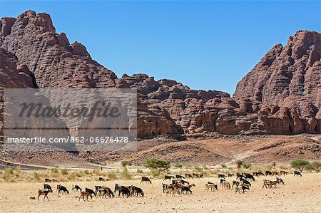 Chad, Deli, Ennedi, Sahara. A herd of goats passes weathered red sandstone hills near Deli.