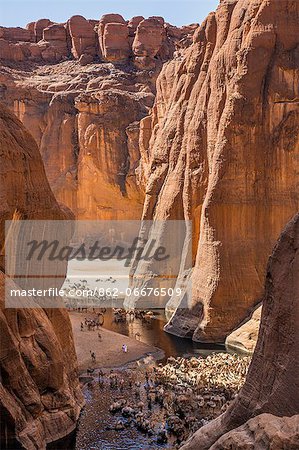 Chad, Wadi Archei, Ennedi, Sahara.  A large herd of camels watering at Wadi Archei, an important source of permanent water.