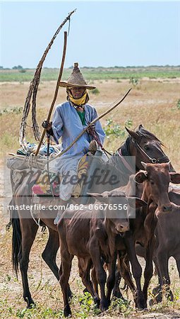 Chad, Arboutchatak, Guera, Sahel. A Peul nomad drives calves on horseback. His conical-shaped woven hat is typical of his tribe.