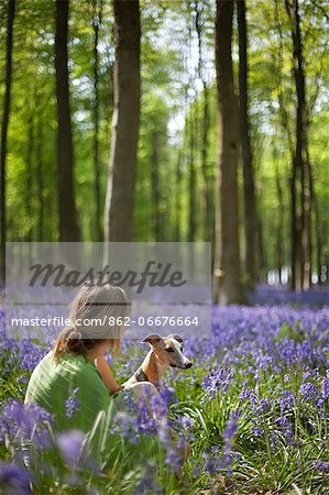 UK, Wiltshire. A young lady enjoys the beauty of the bluebell woods with her pet whippet.