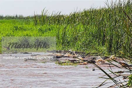 A large number of Nile crocodiles rush to safety. Although the Dassanech hunt crocodiles at night, they are here on the Omo River among the most dangerous reptiles to humans with some reaching a massive size, Ethiopia
