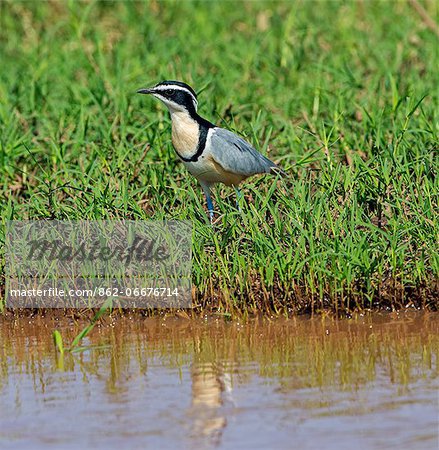 An Egyptian Plover on the banks of the Omo Rive, Ethiopia