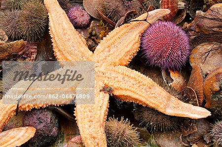 Starfish, sea urchin and other marine life dredged from the seabed off the Snaefellsness Peninsula, Iceland.