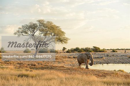 Elephant at waterhole, Etosha National parrk, Namibia, Africa