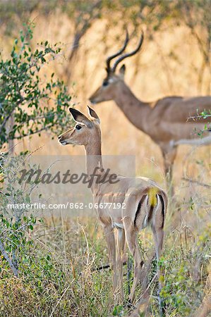 Africa, Namibia, Caprivi, Anterlope in the Bwa Bwata National Park