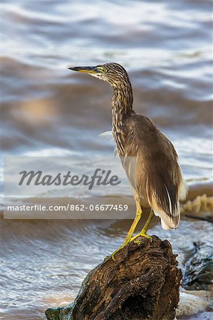 An Indian Pond Heron in Yala National Park.  This large park and the adjoining nature reserve of dry woodland is one of Sri Lanka s most popular wildlife destinations.