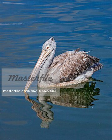 A Spot-billed Pelican on Beira Lake. This popular lake is situated in the heart of Colombo, the capital city of Sri Lanka.