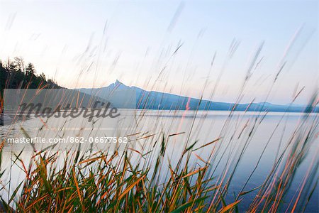 Mount Thielson, Fireweed, Epilobium angustifolium, Diamond Lake, Douglas County, Oregon, USA