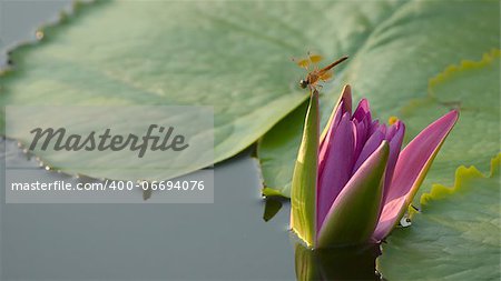 Dragonfly perched on top of pink lotus green background