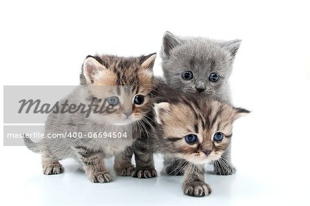 isolated studio portrait of  kittens walking together