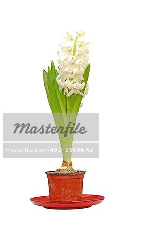 white hyacinth in bloom in a dirty pot isolated over white background