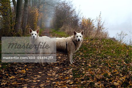 two big white dogs on forest  path in fog during autumn