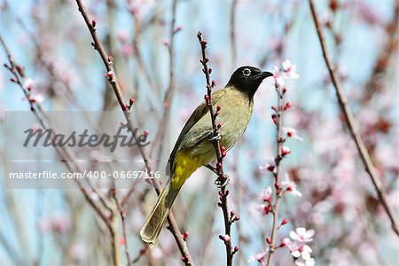 The white-spectacled Bulbul also known as the yellow-vented Bulbul.