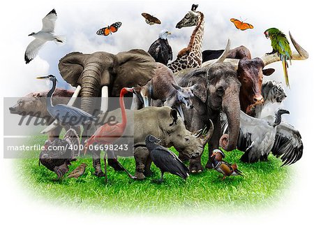 A Collage Of Wild Animals And Birds A Collage Of Wild Animals And Birds