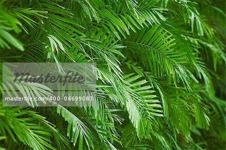 Background - the palm green foliage