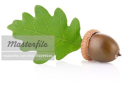 acorn with green leaf isolated on white background