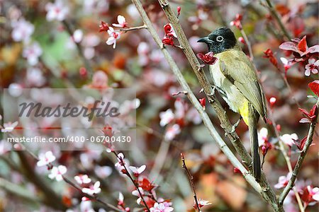 Bulbul hunts bees while sitting on a plum brunch