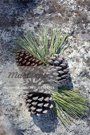 Close-up of pinecones, Arcachon, Gironde, Aquitaine, France