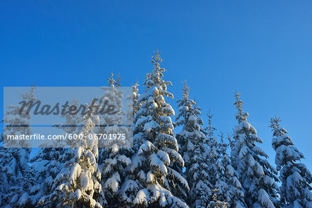 Conifer Forest in the Winter, Grafenau, Lusen, National Park Bavarian Forest, Bavaria, Germany