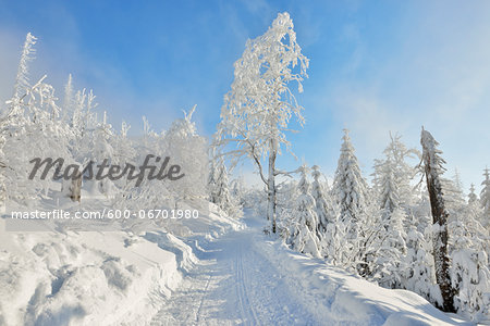 Snowy Path in Winter Forest, Grafenau, Lusen, National Park Bavarian Forest, Bavaria, Germany Snowy Path in Winter Forest, Grafenau, Lusen, National Park Bavarian Forest, Bavaria, Germany
