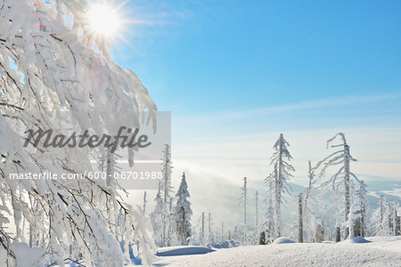 Snow Covered Conifer Forest with Sun, Winter, Grafenau, Lusen, National Park Bavarian Forest, Bavaria, Germany Snow Covered Conifer Forest with Sun, Winter, Grafenau, Lusen, National Park Bavarian Forest, Bavaria, Germany