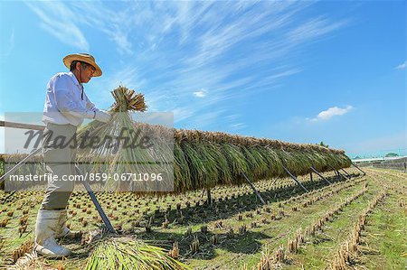 Farmer drying rice ears