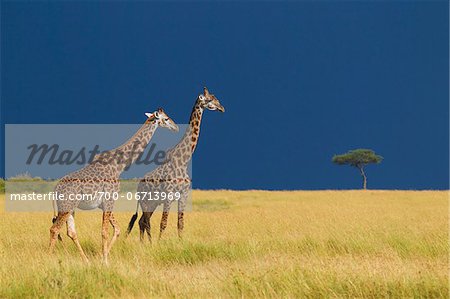 Masai giraffes (Giraffa camelopardalis tippelskirchi) in savanna just before rainstorm, Masai Mara National Reserve, Kenya, Africa.