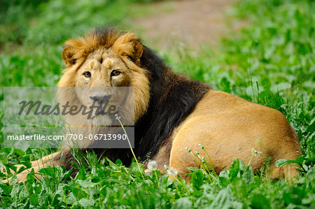 Asiatic lion or Indian lion (Panthera leo persica) male in a Zoo