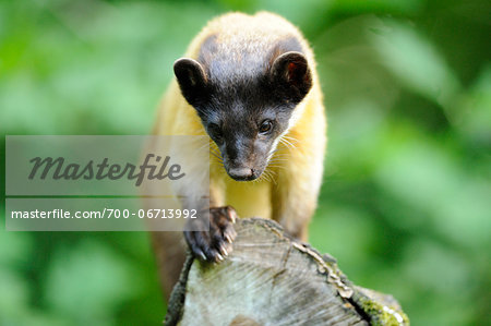 Yellow-throated marten (Martes flavigula) in the forest, Zoo