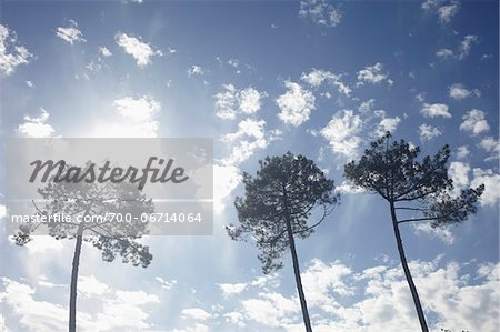 Low Angle View of Three Trees Backlit by Bright Sun Against Blue Sky