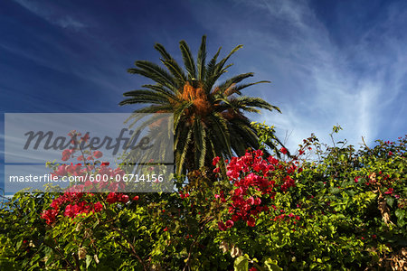 Italy, Sicily, countryside, bougainvillea and a palm tree in a private garden