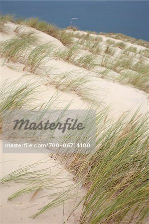 Dune Grass, Dune du Pilat, Arcachon, France