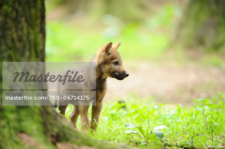 Eurasian wolf (Canis lupus lupus) pup in the forest, Bavaria, Germany