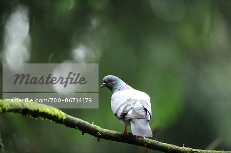 Feral pigeons (Columba livia) sitting on a branch, Bavaria, Germany