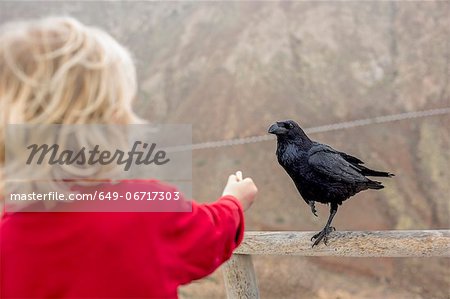 Boy feeding crow on fence