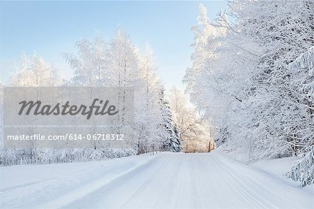 Snow covered trees and rural road